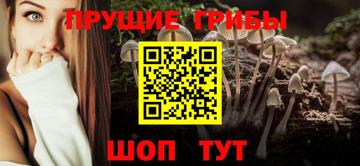 Галлюциногенные грибы Psilocybine cubensis Аша